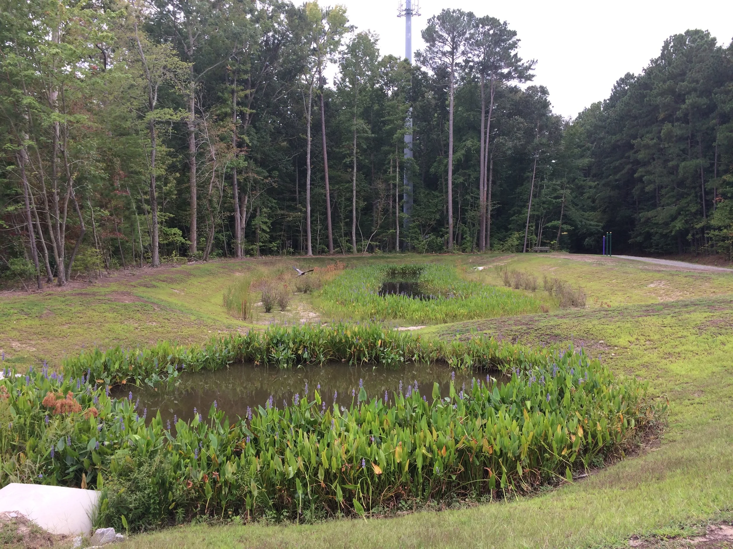 Shoreline Installations — Southern Branch Nursery