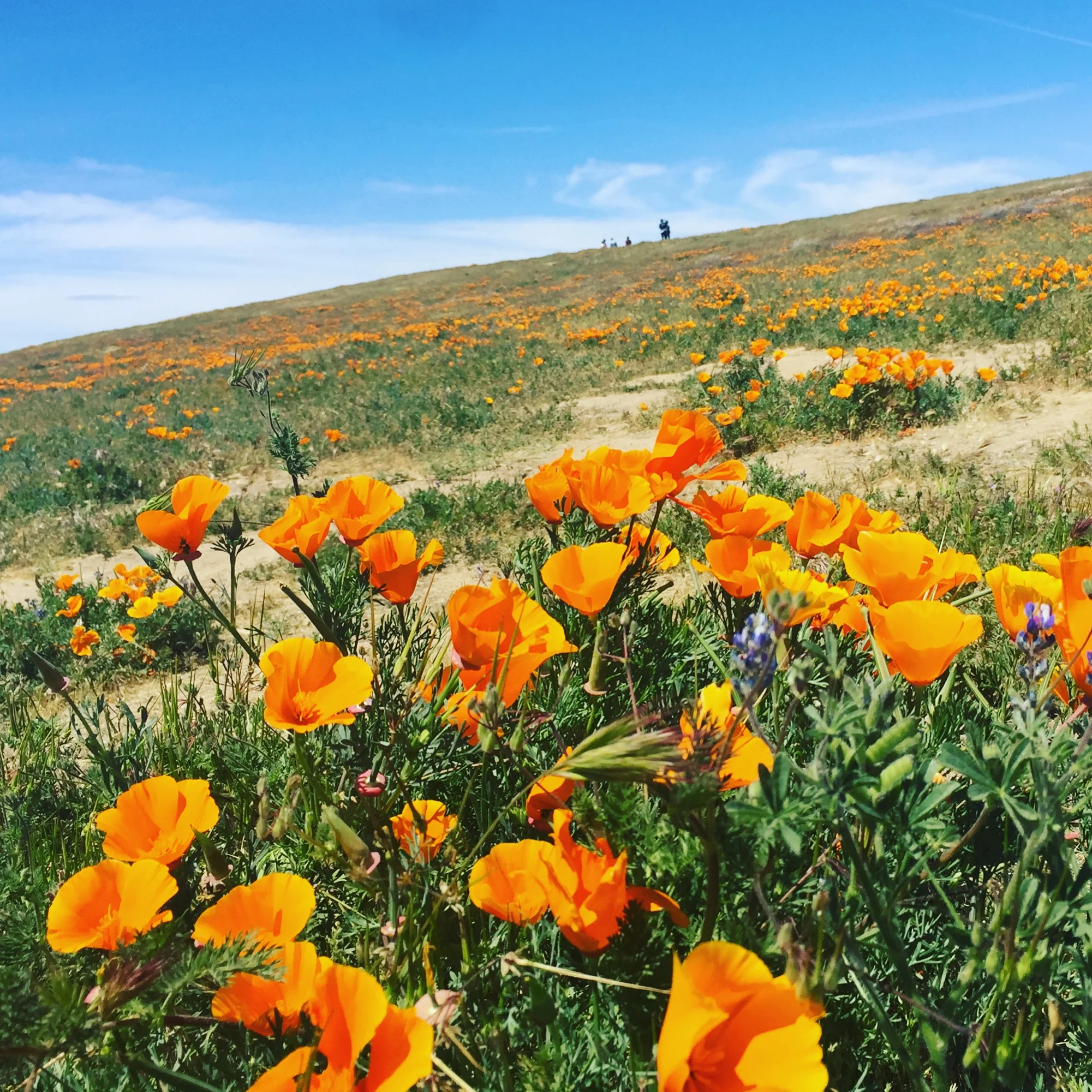 poppyfield.jpg