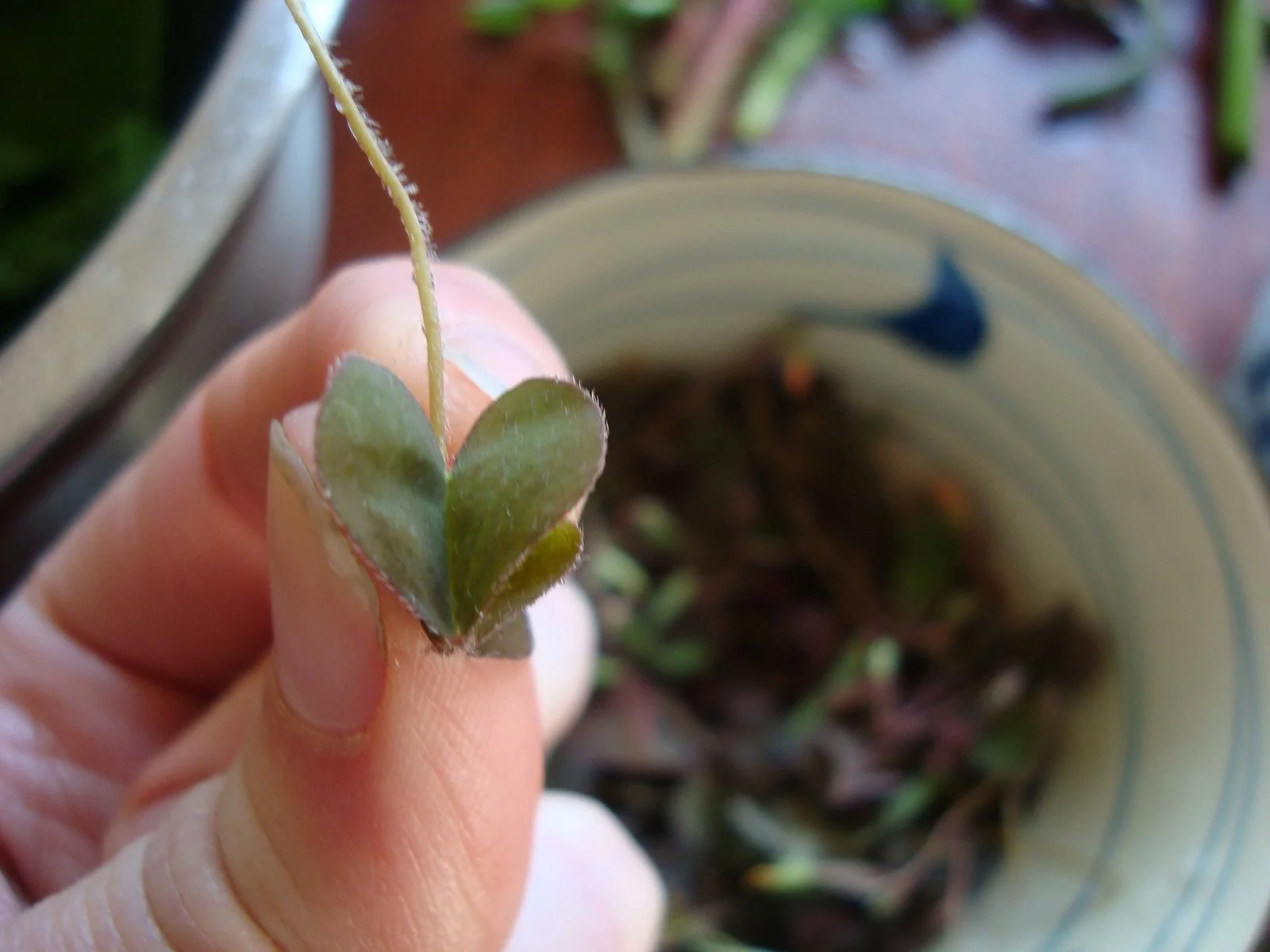 Sorrel Heart.jpeg