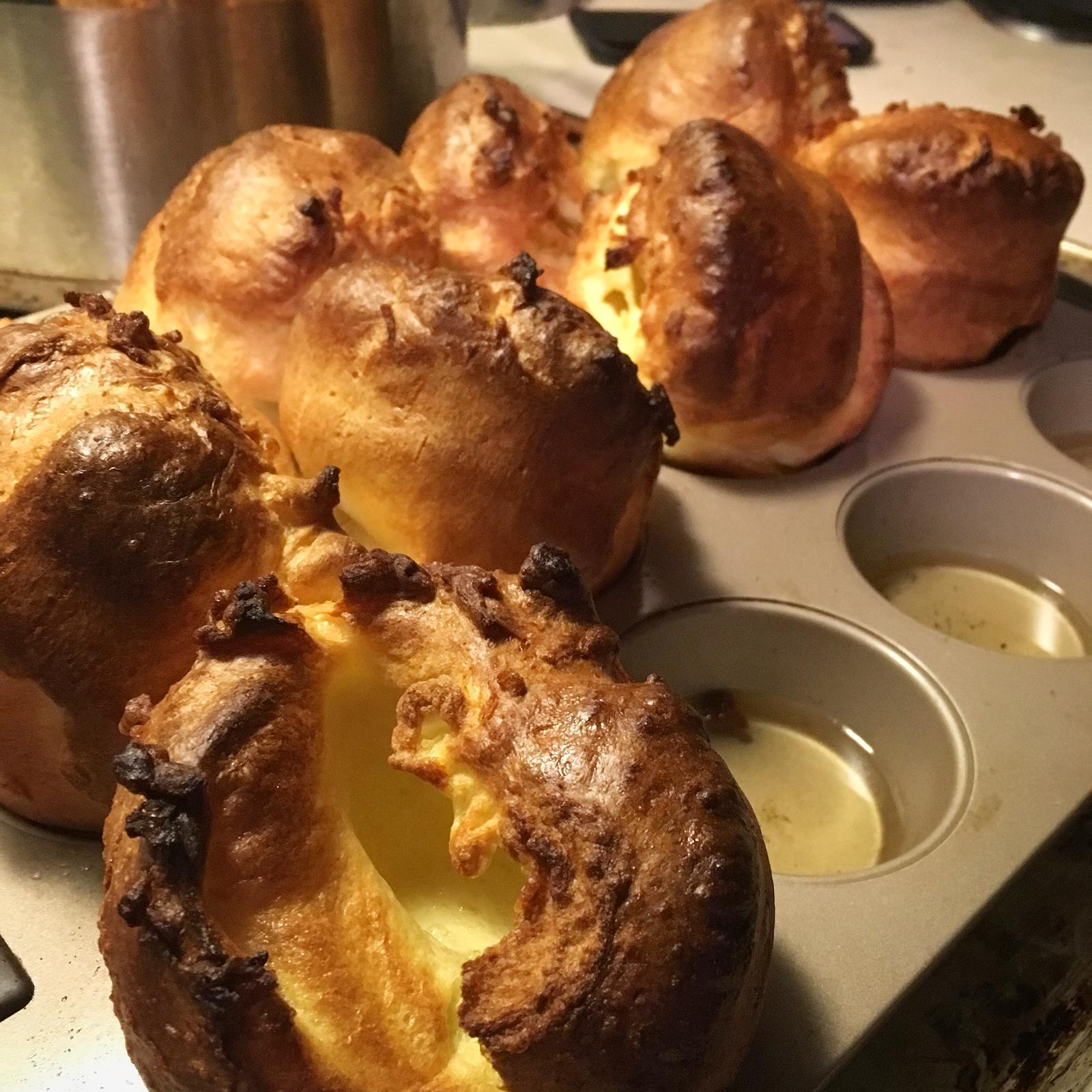 yorkies.png