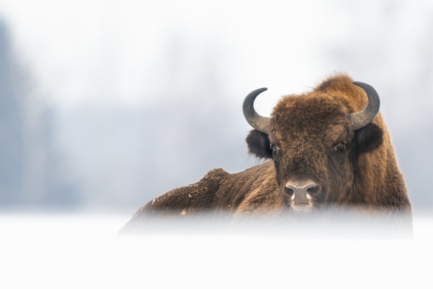 Bison.jpg