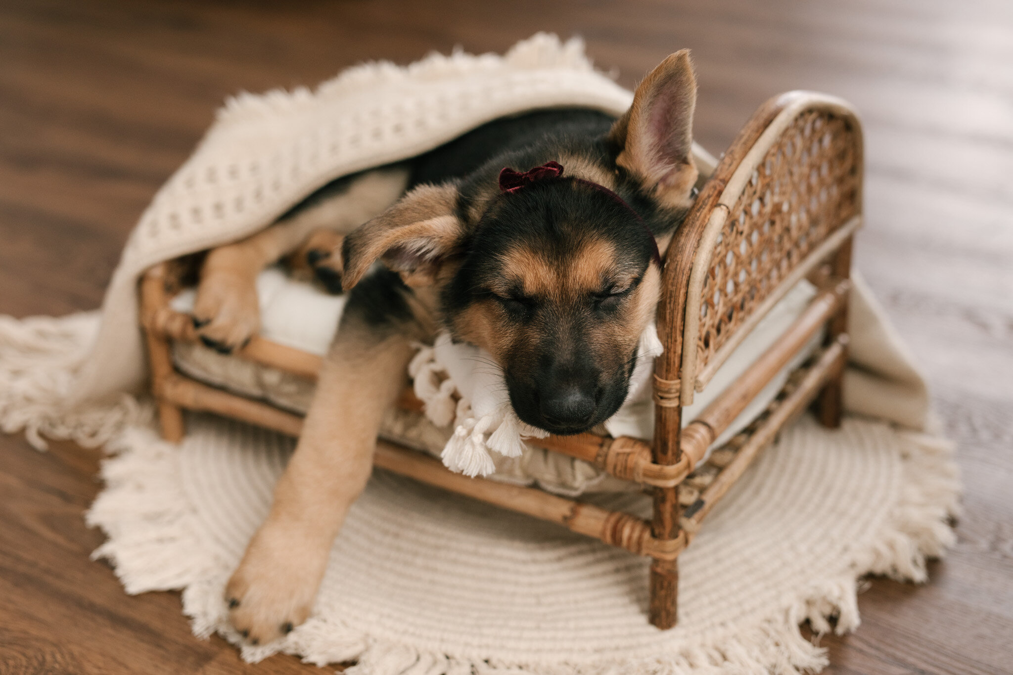 German_Shephard_Puppy_8_Eight_Weeks_Old_Newborn_Session_Bed_Props_Dog_Wrapping_by_Newborn_Photographer_Christie_Leigh_Photo_Trumbull_County_OH_Ohio-20.jpg