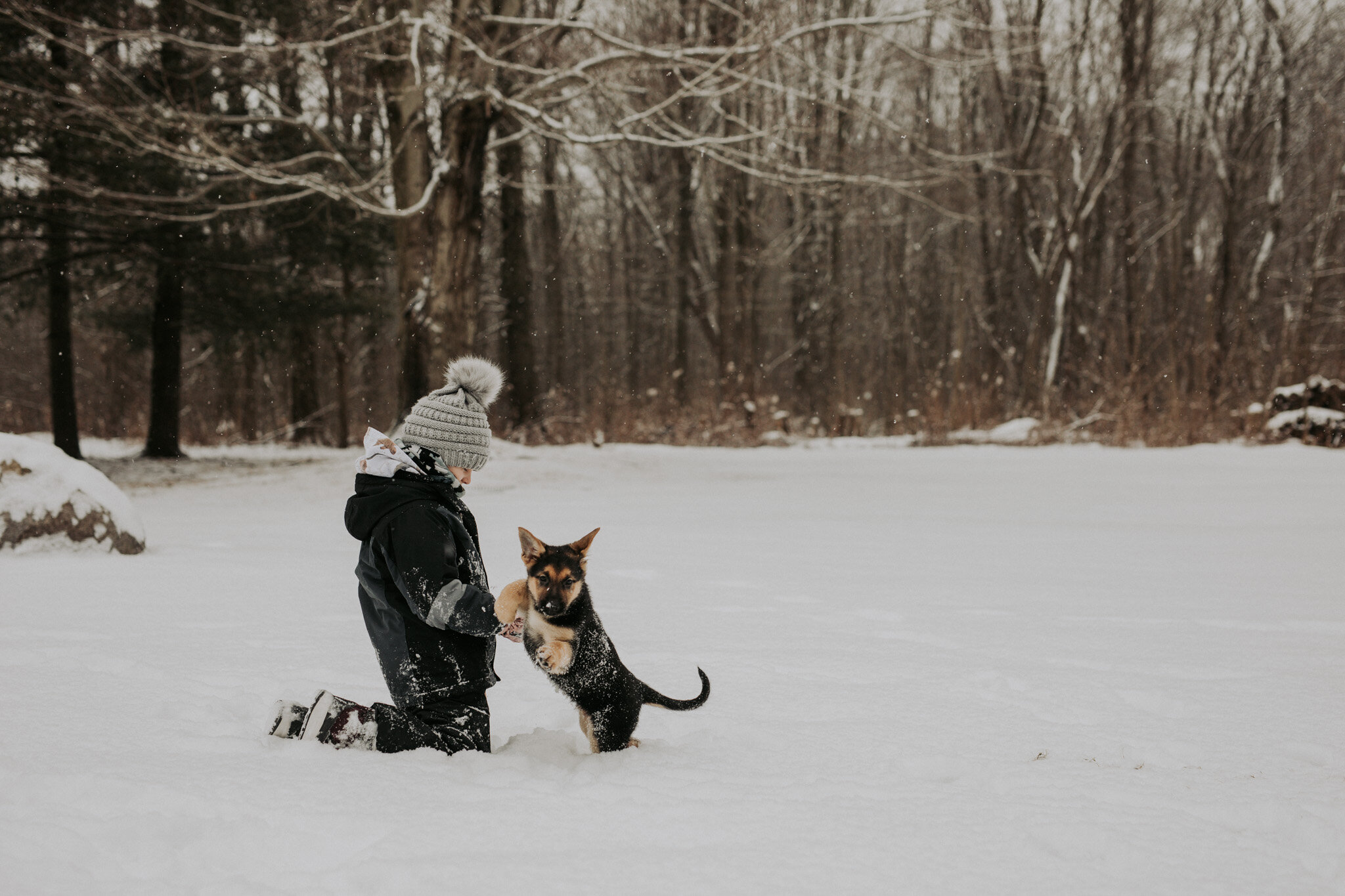 German_Shephard_Puppy_8_Eight_Weeks_Old_New_Dog_Snow_Photos_with_Kids_Trumbull_County_OH_Ohio-4.jpg