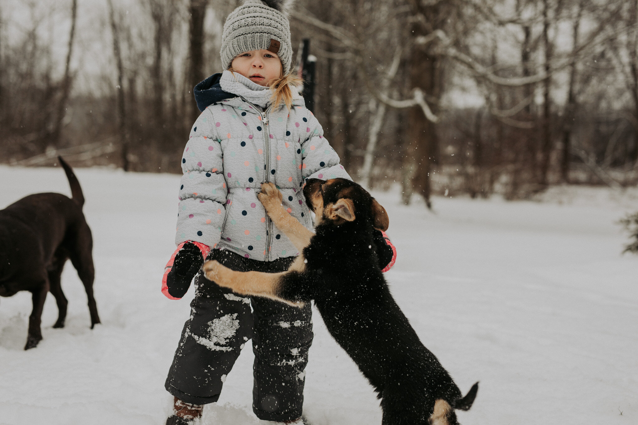 German_Shephard_Puppy_8_Eight_Weeks_Old_New_Dog_Snow_Photos_with_Kids_Trumbull_County_OH_Ohio-6.jpg