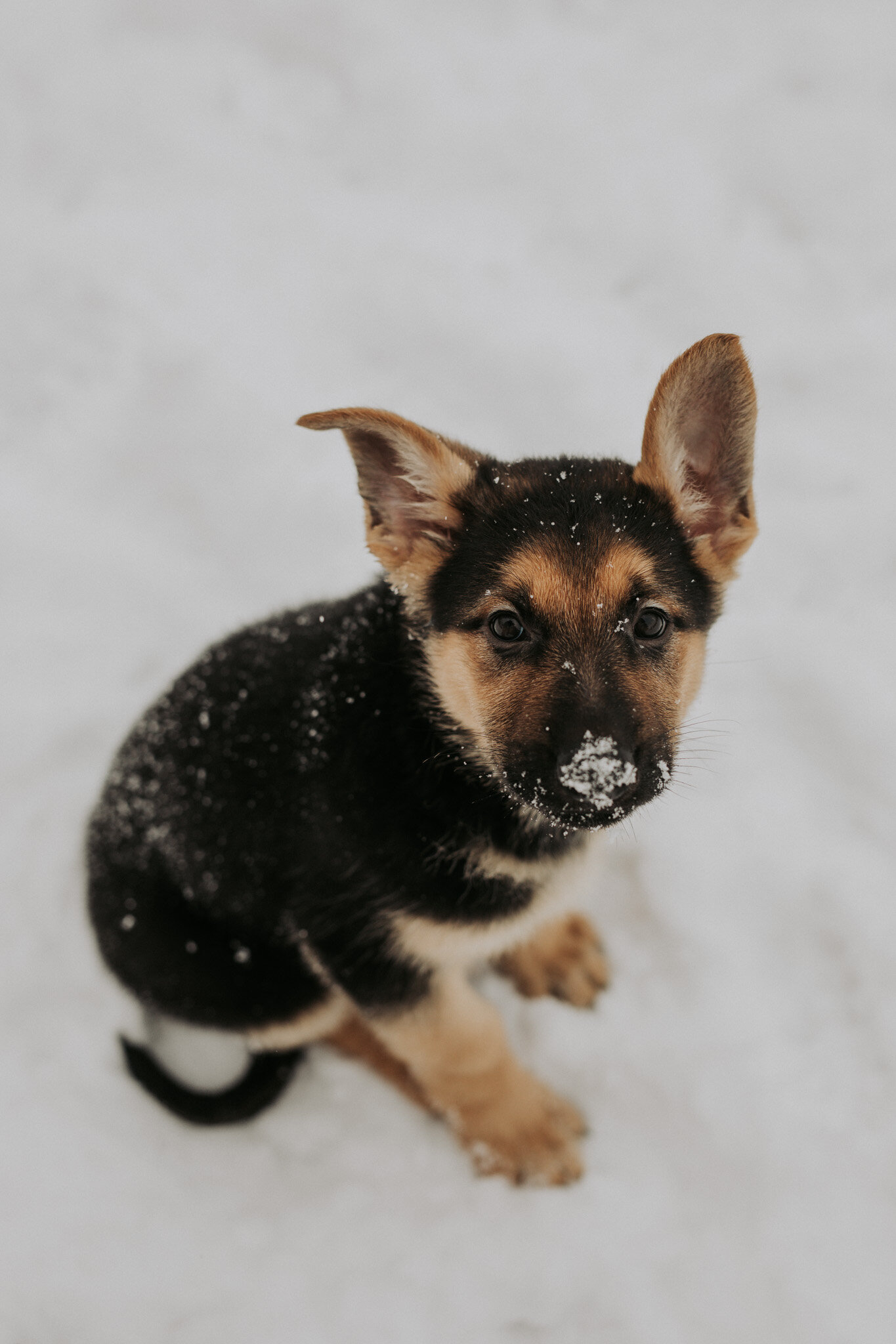 German_Shephard_Puppy_8_Eight_Weeks_Old_New_Dog_Snow_Photos_with_Kids_Trumbull_County_OH_Ohio-33.jpg