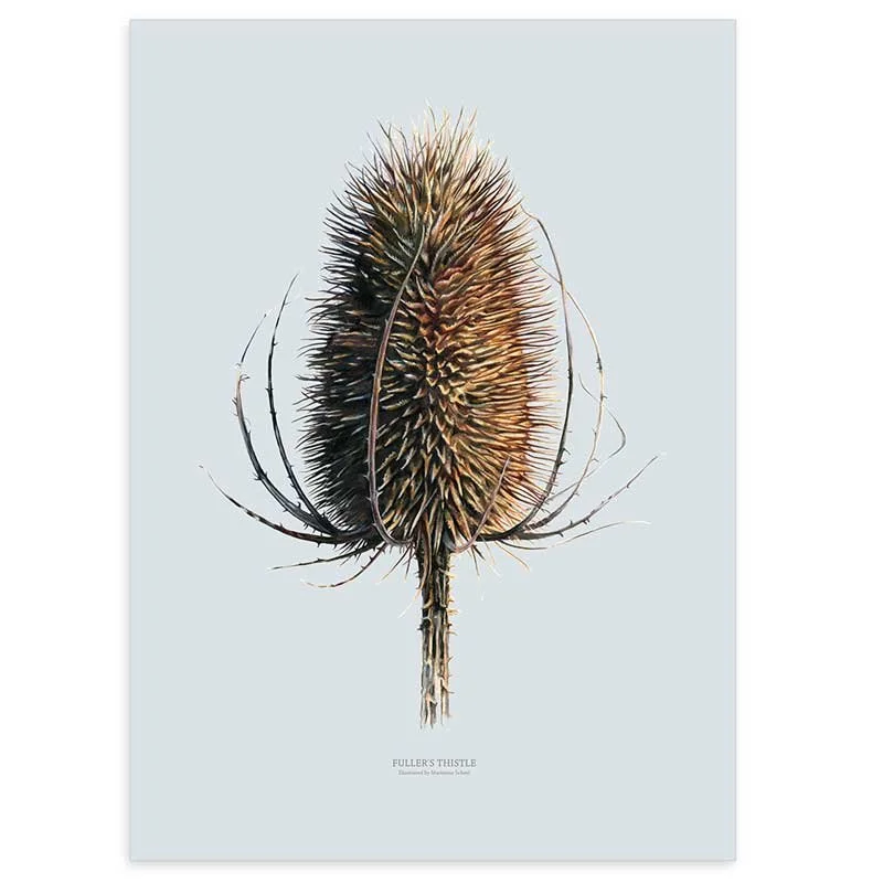 Akvarel-håndmalet-maleri-plakat-blomsterillustrationer-blomstermotiv-plakatkunst-50x70-cm-uden-ramme-kartebolle-tør-gærde-vild-mark-vilde-planter-kunstplakater-marianne-scheel.jpg