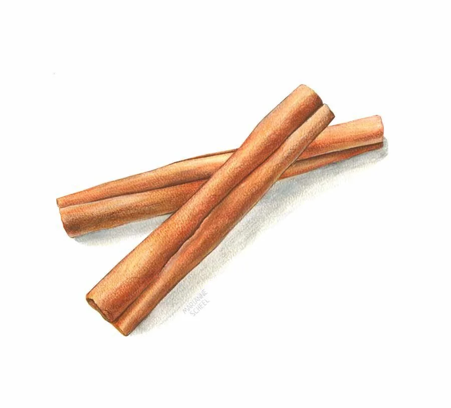 Cinnamon+sticks+mixed+media+watercolors+and+color+pencils+packaging+illustration.jpeg