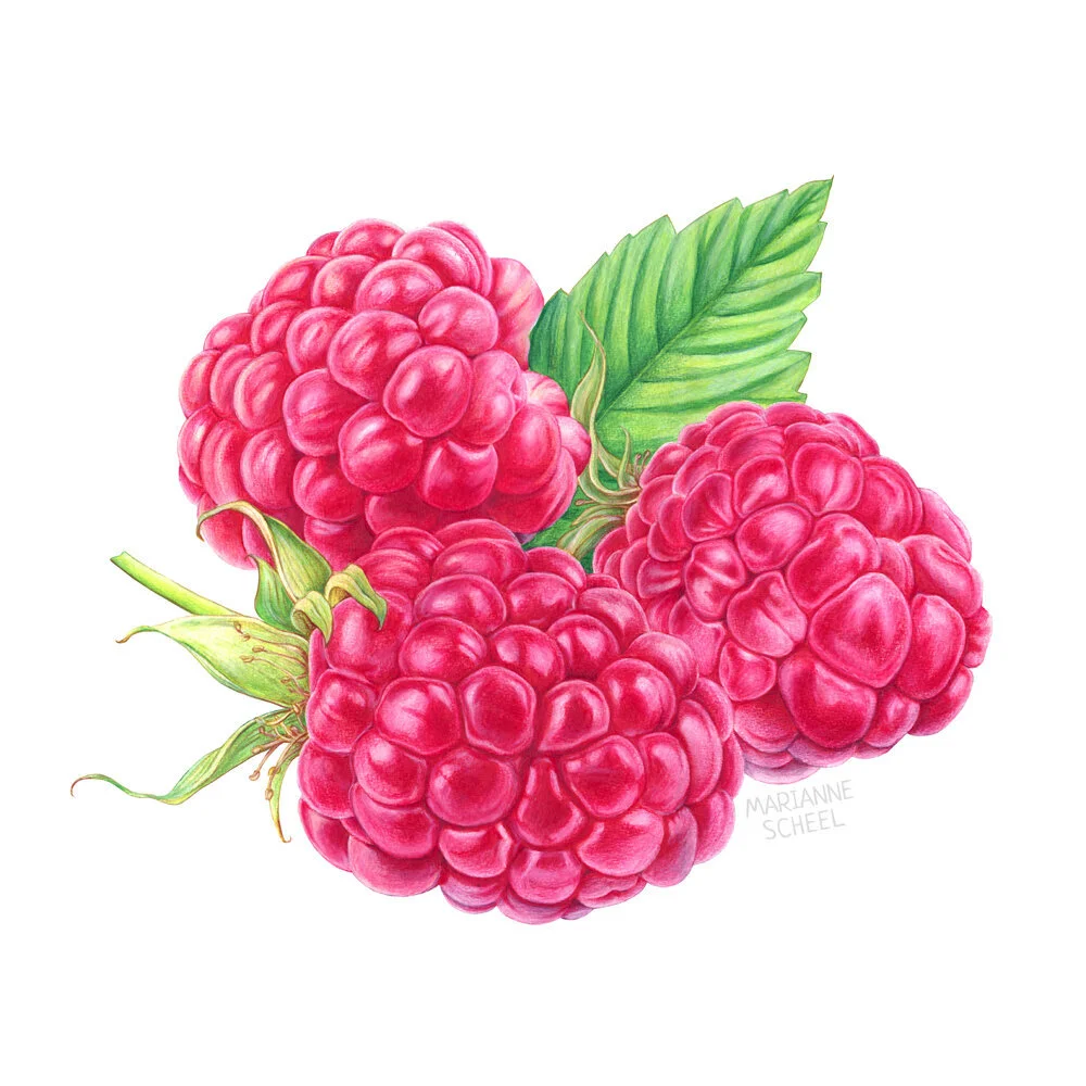Raspberry+composition-2.jpeg