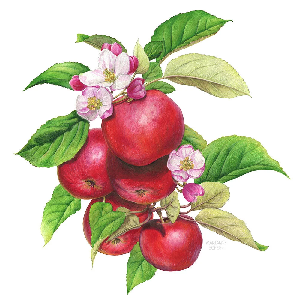 apples-brunch-leafs-coocking-food-fruit-illustration.jpeg