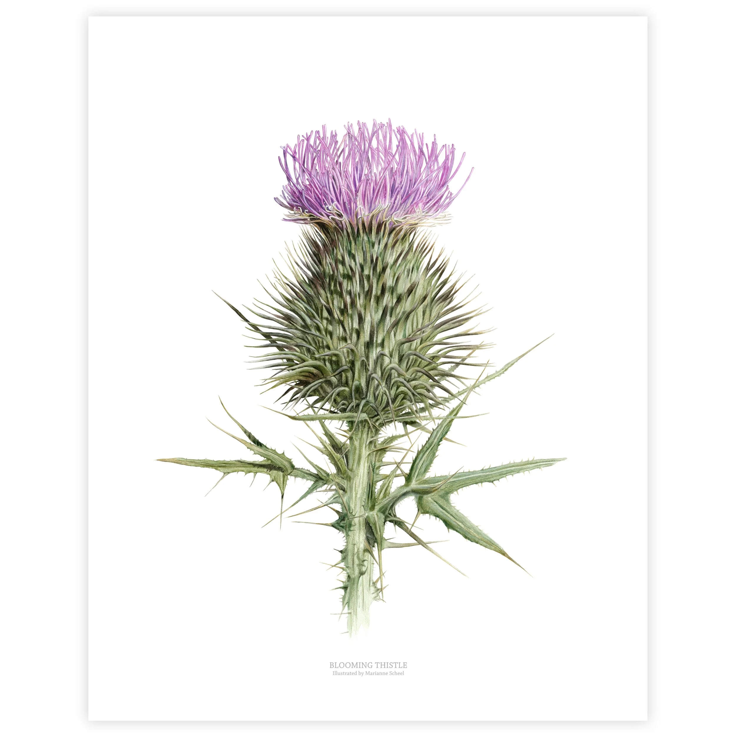 40x50-tidsler i blomst - hvid bagg - hvid kant.jpg