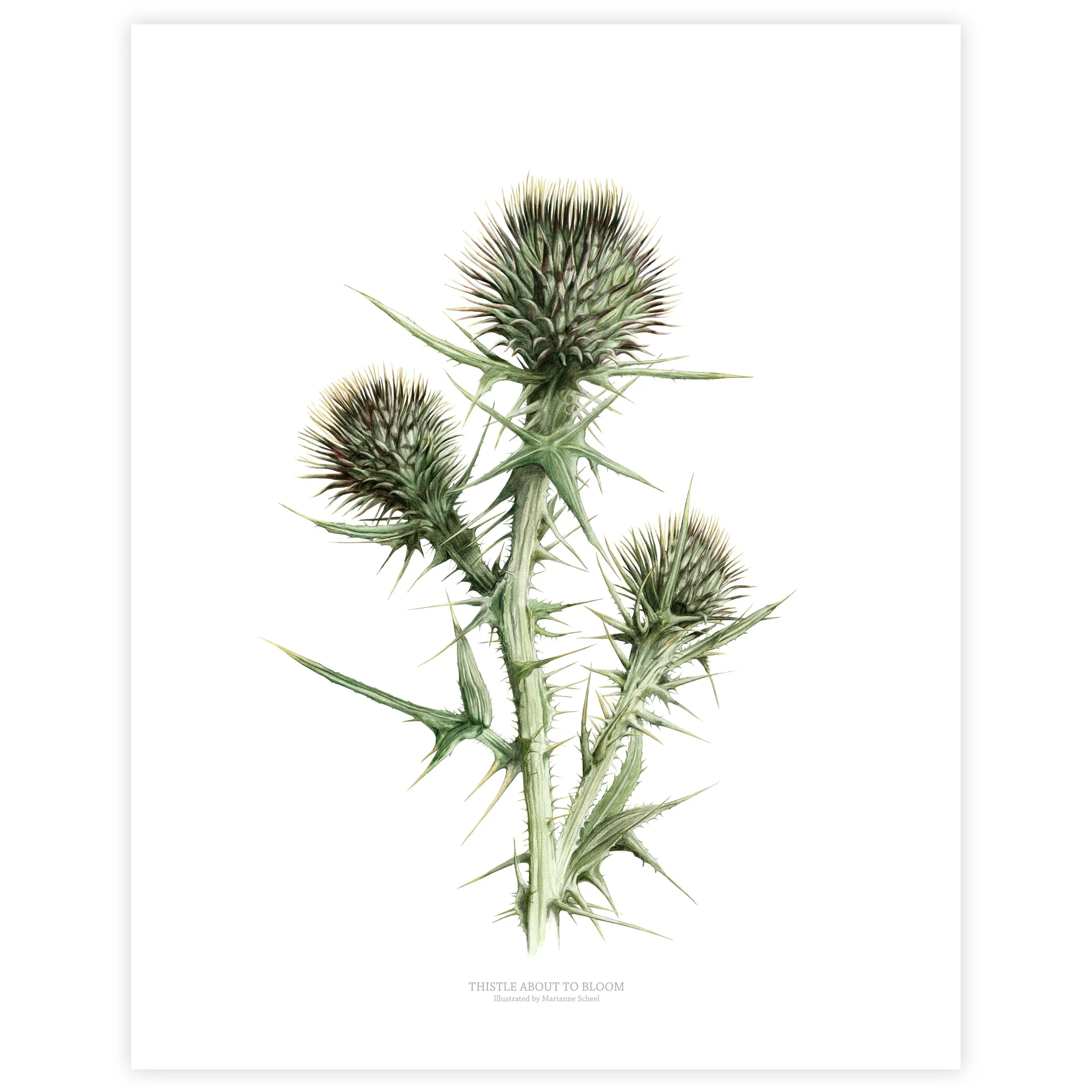 40x50-tidsler about to bloom - hvid bagg - hvid kant.jpg