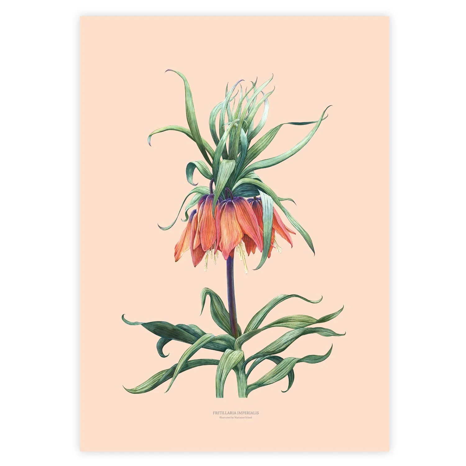 A3 - Fritillaria - laksefarve bag.jpg