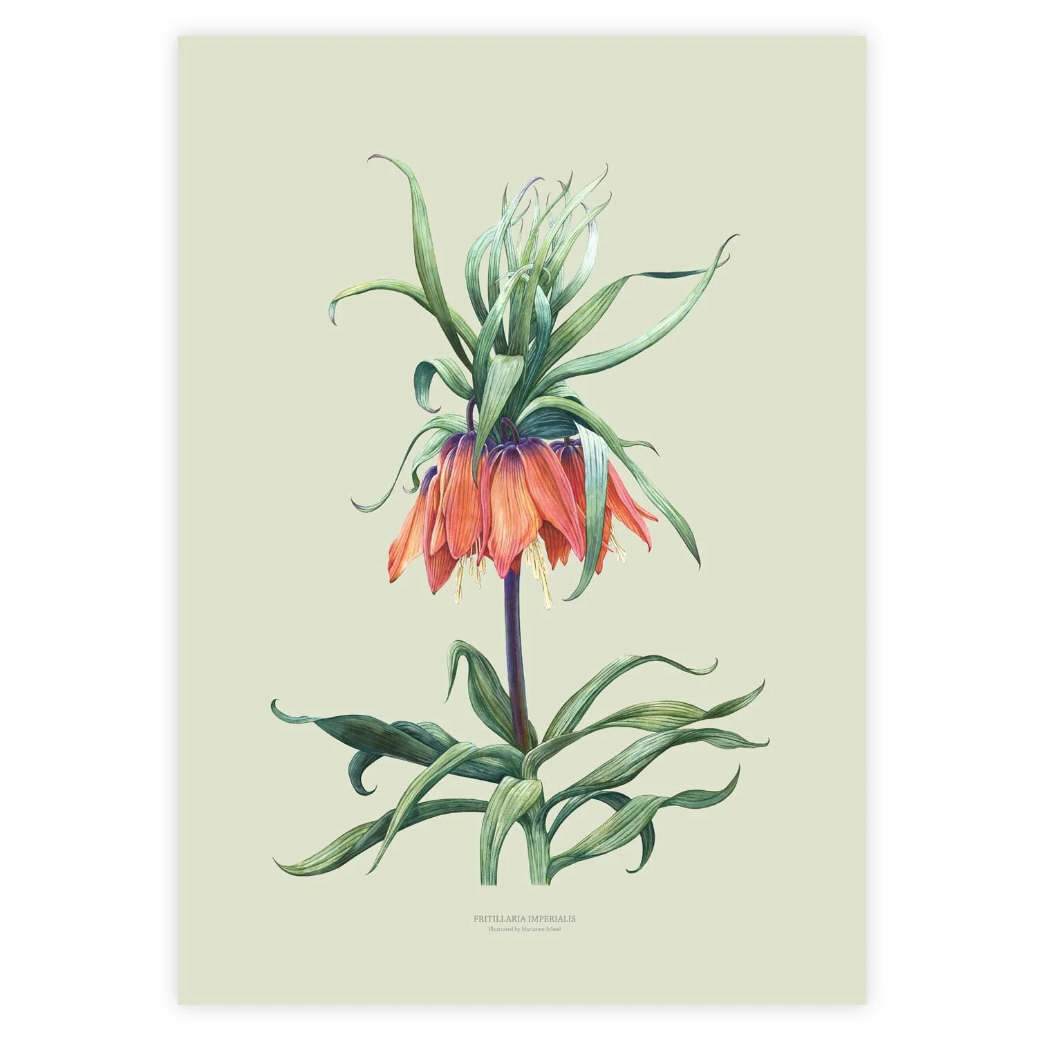 A3 - Fritillaria - olivengrøn bag.jpg