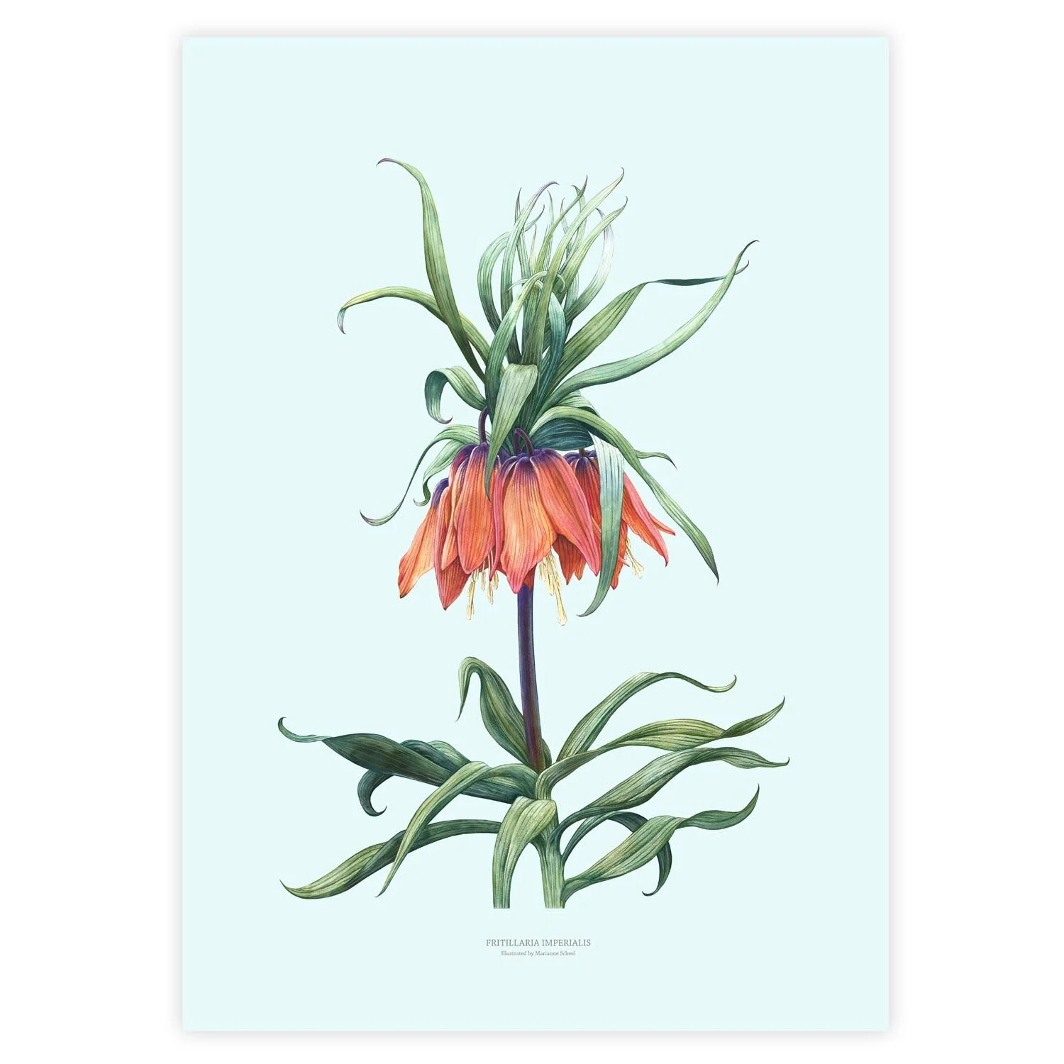 A3 - Fritillaria - Lyseblå bag.jpg