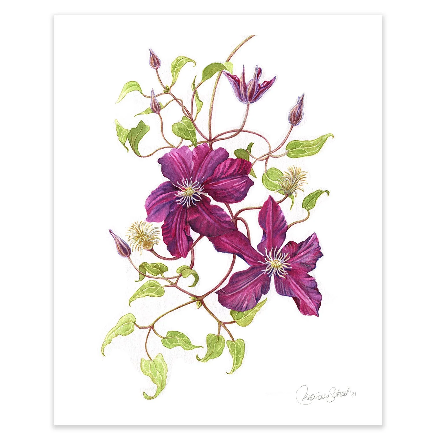 kunstplakater 40x50 -clematis.jpg