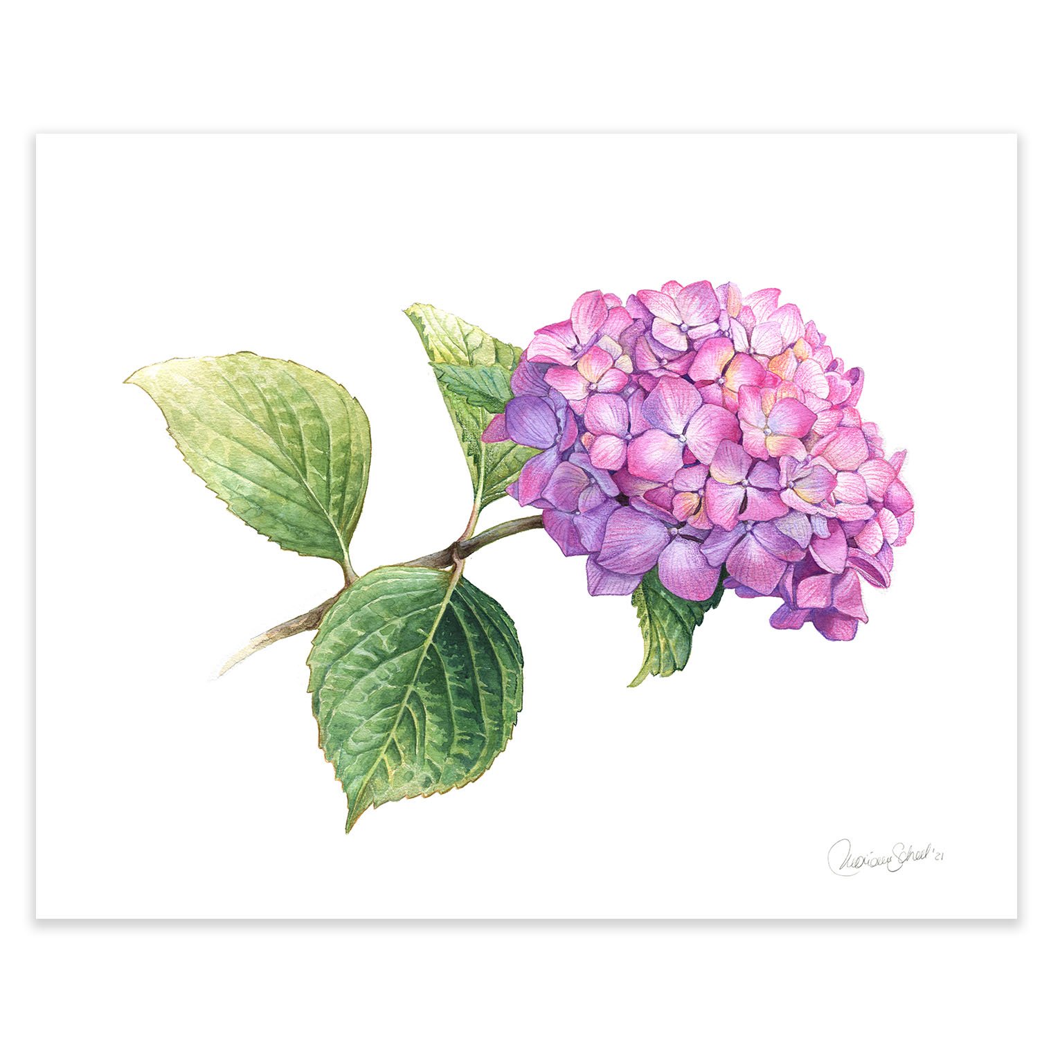 kunstplakater 40x50 -hortensia.jpg