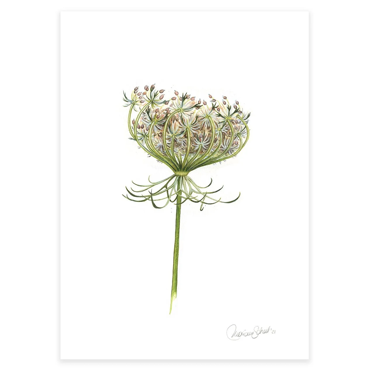 kunstplakater A4-A3 -Queen Annes Lace.jpg