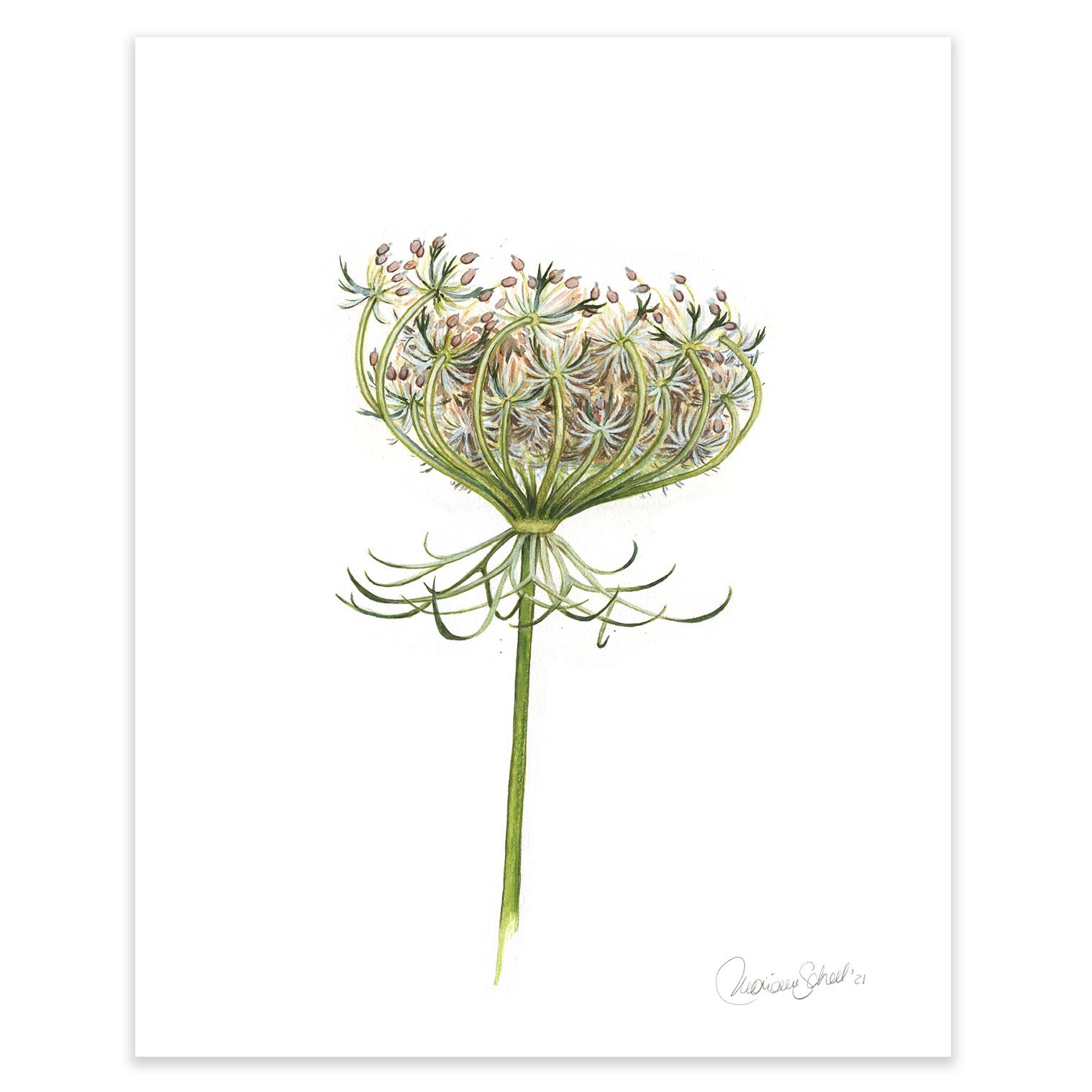 kunstplakater 40x50 -Queen Annes Lace.jpg