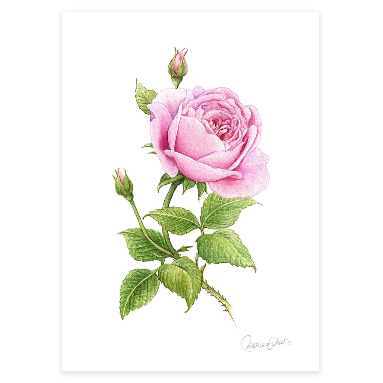 kunstplakater A4-A3 -rose.jpg
