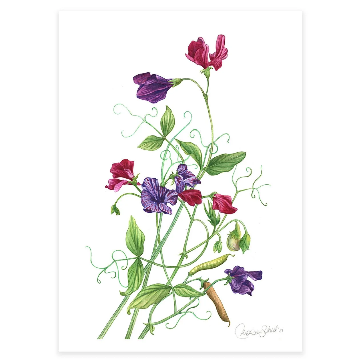 kunstplakater A4-A3 -ærteblomster.jpg