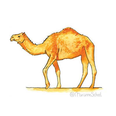 04+-+Camel.jpeg