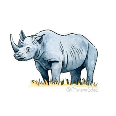 15+-+Rhino.jpeg
