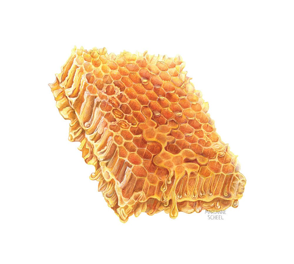 Honeycomb+#1+illustration.jpeg