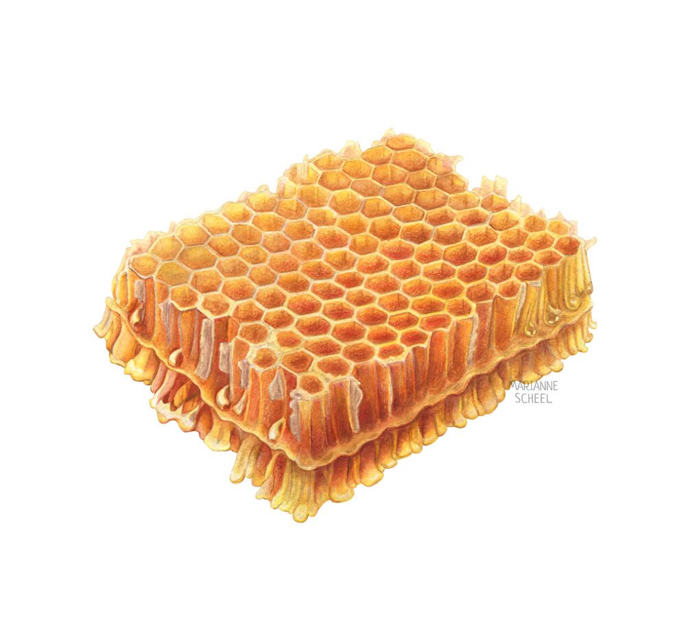 Honeycomb+#2+illustration.jpeg