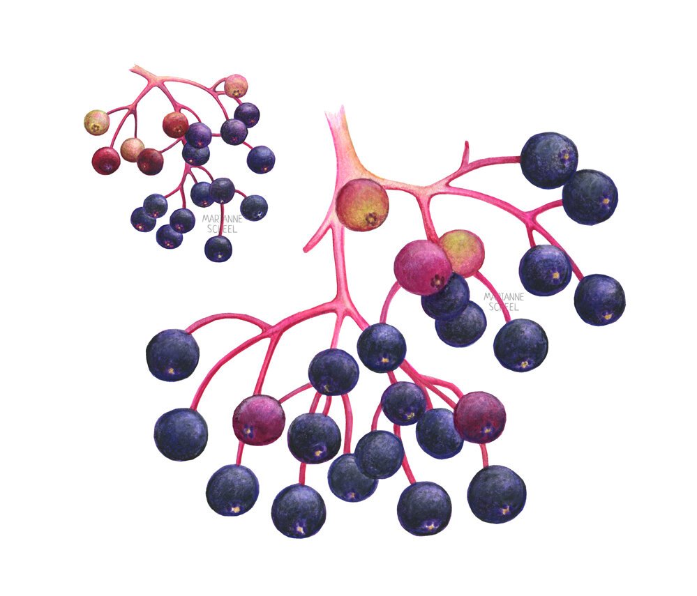 Elderberries+mixed+media+illustration+packaging+watercolors+food+fruit+berries+2.jpeg