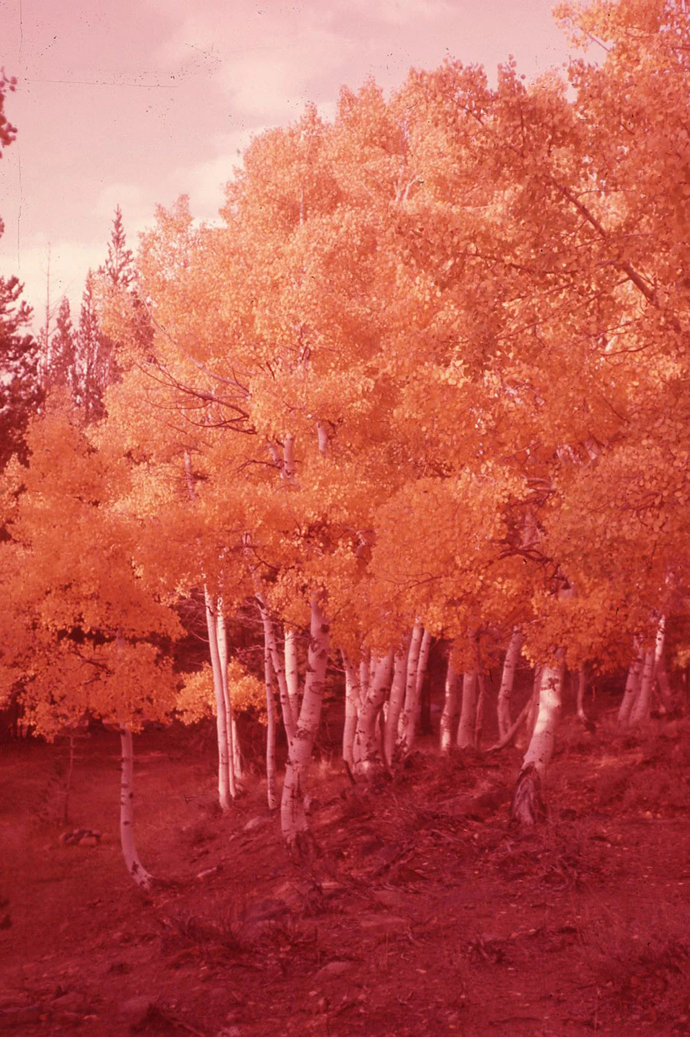 red_trees_slide.jpg