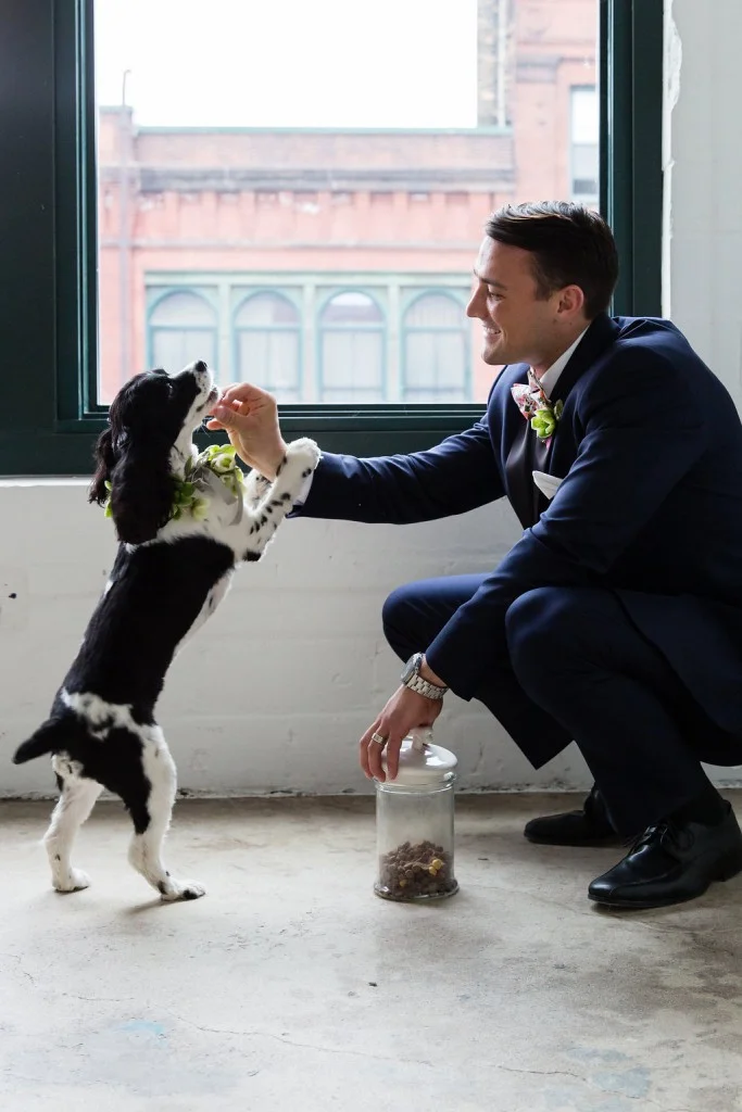 Dog in wedding