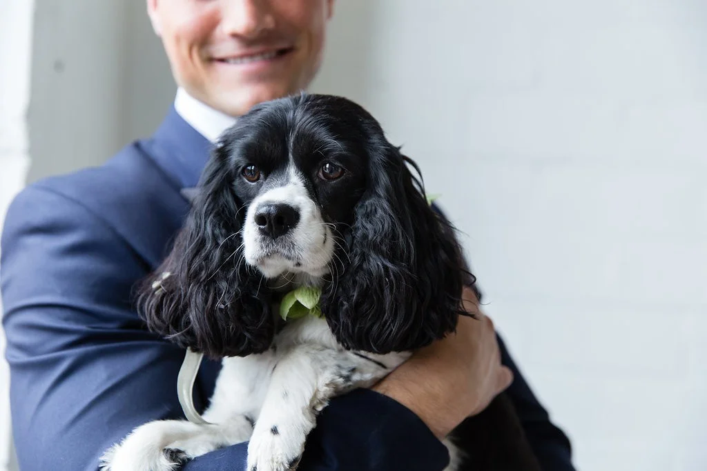 Dog in wedding