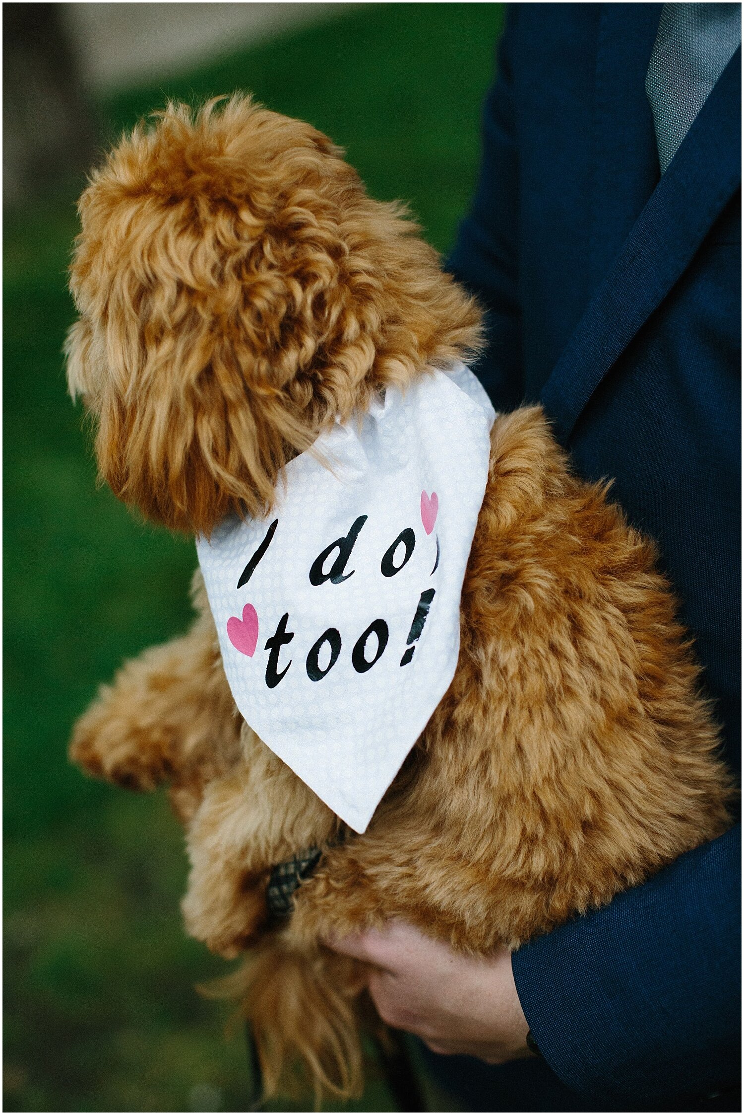  cute dog with bandana that says “ I do too!” at the wedding ceremony 