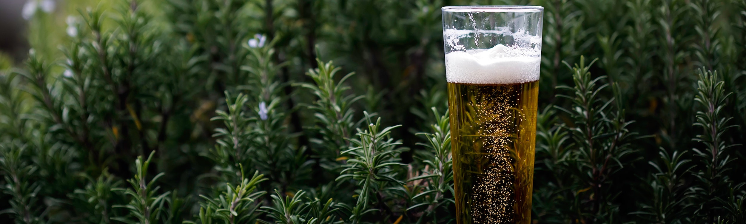 alcohol-beer-beverage-995686.jpg