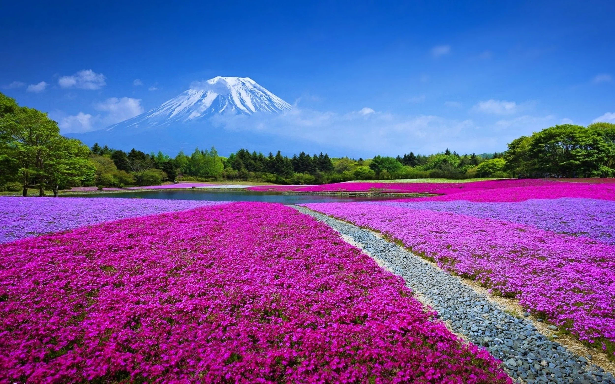 Mt. Fuji Japan.jpg