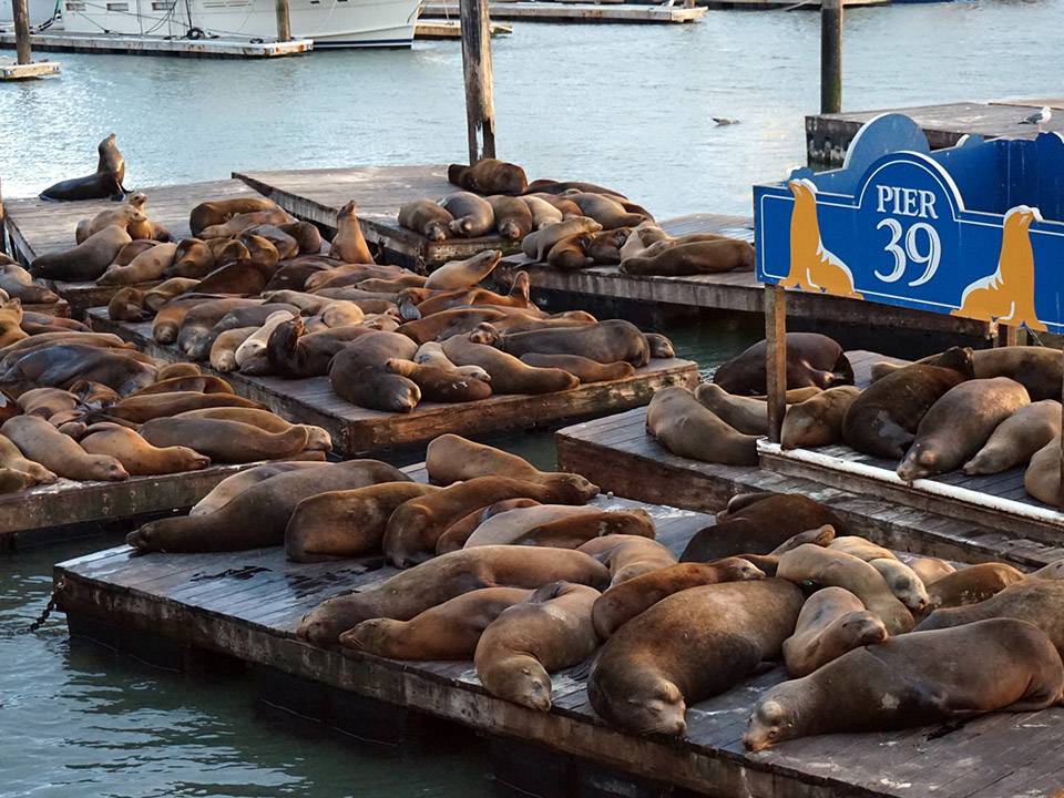 Sea Lions at Pier 39.jpg