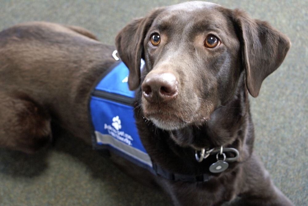 New Rules for Service Animals