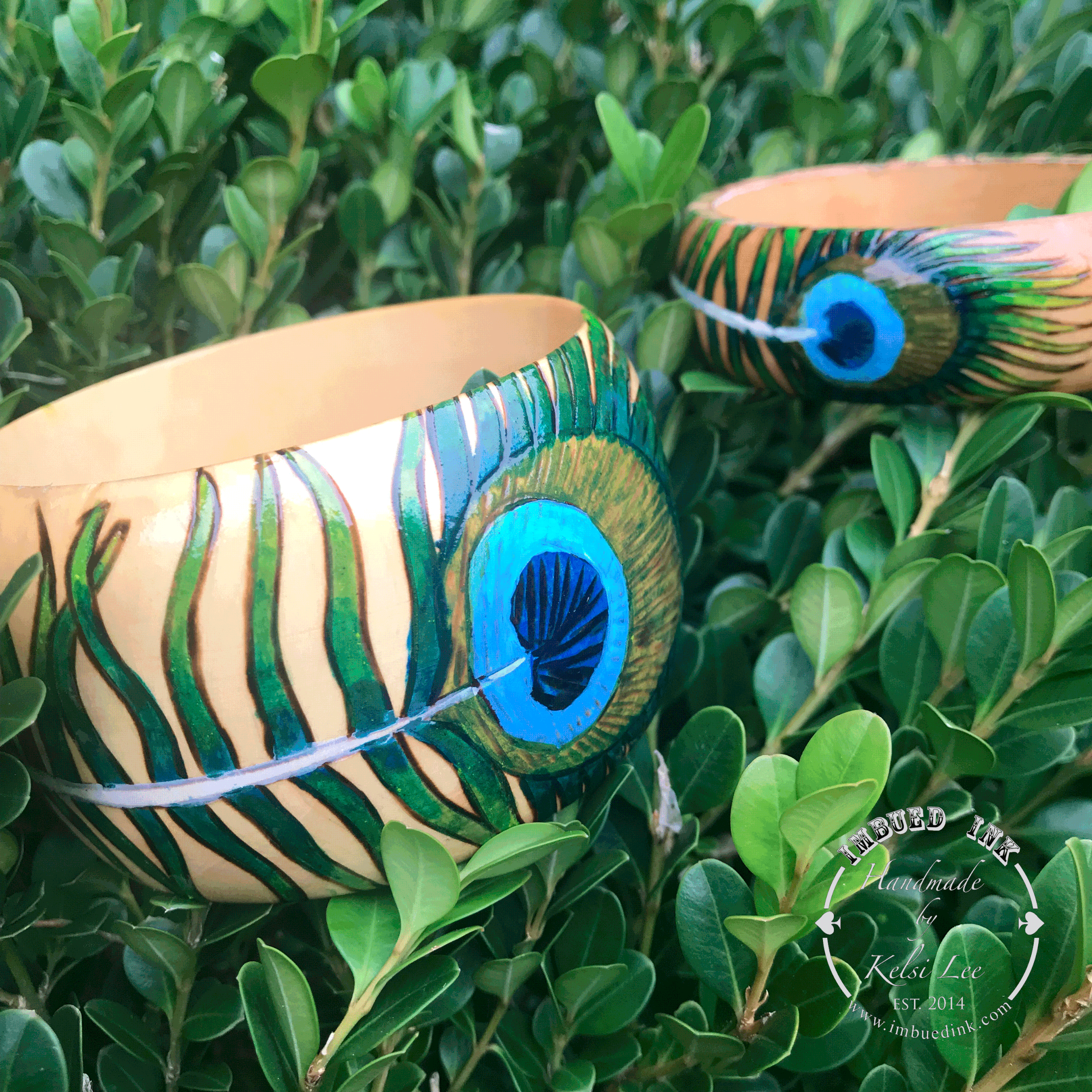 peacock-feather-boxwood.gif