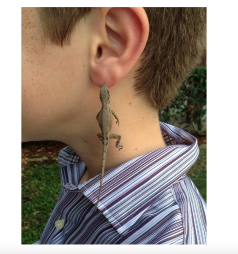 Lizard King