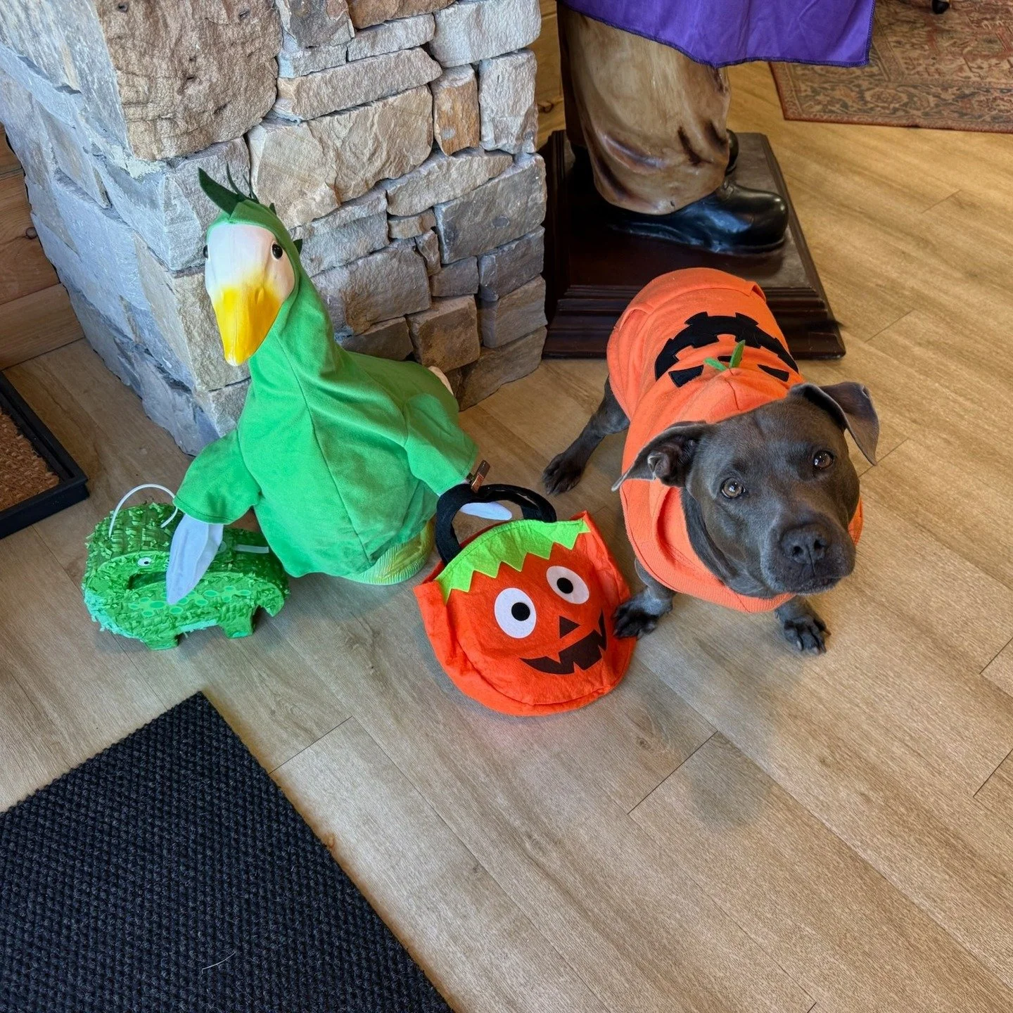Happy Halloween from Quackers and Marley!🎃👻☠️🤡👽👹🐕
#hawkinspointe
#gaggleville
#Halloween
#campgrounds