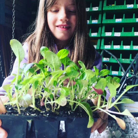 aquaponics seedlings