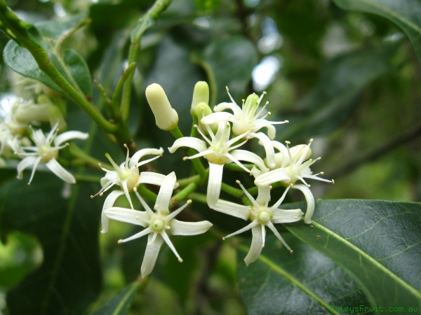 Acronychia flower.jpeg