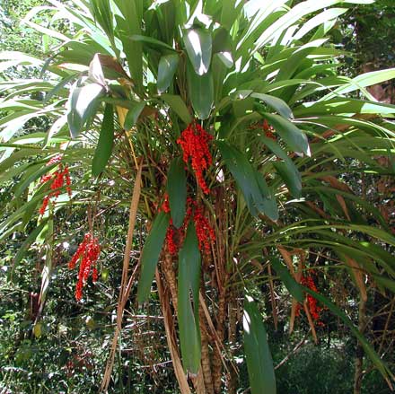 Cordyline petiolaris.jpg