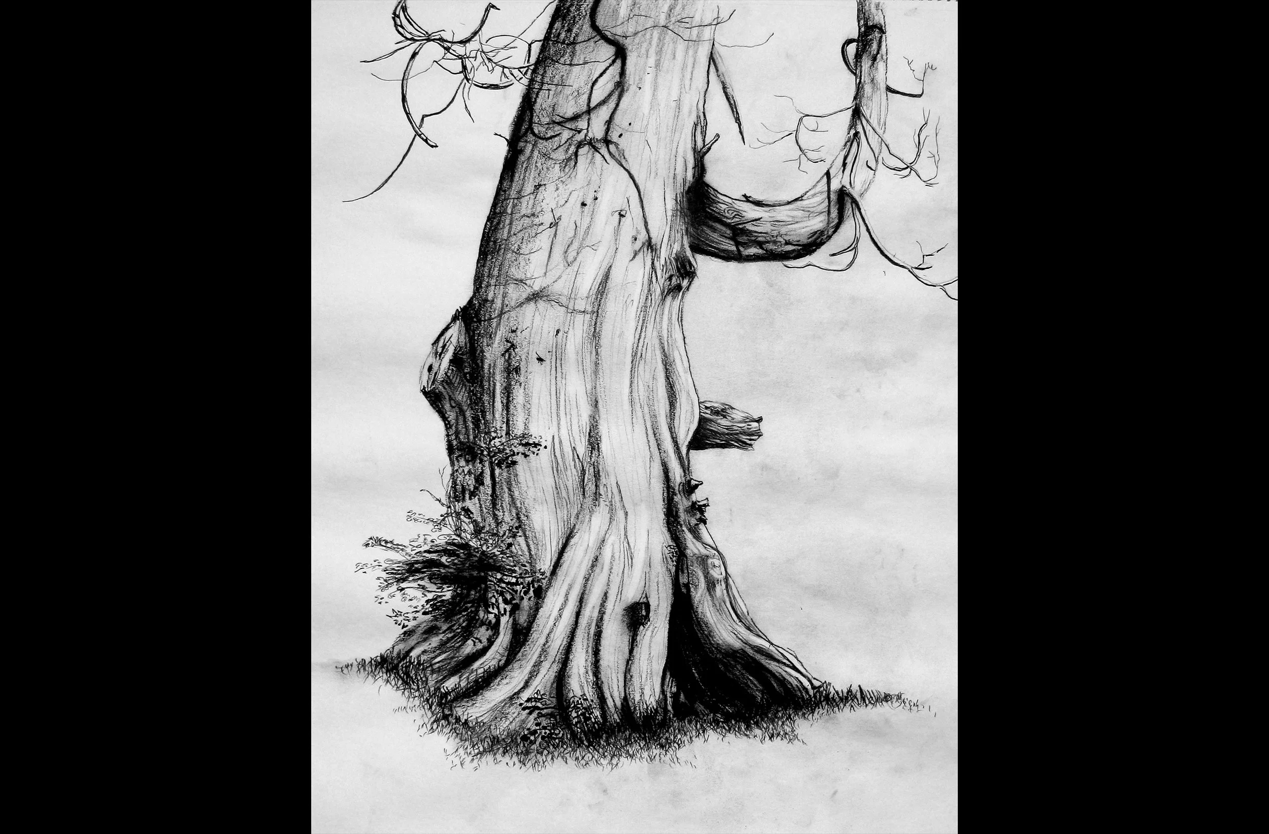 Old Cedar (Deception Pass, Plein Air)