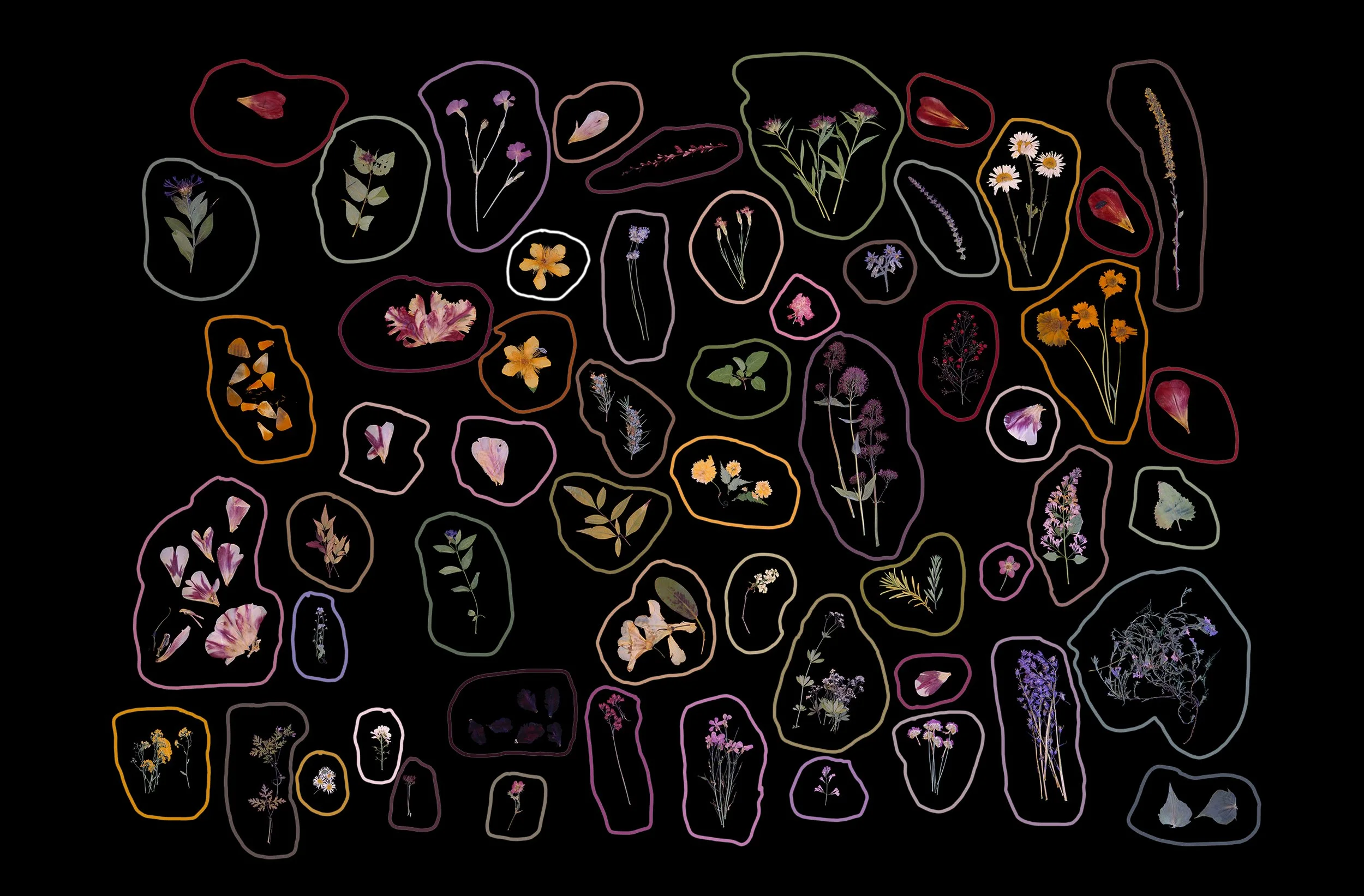 Pressed Flowers Lined in Color