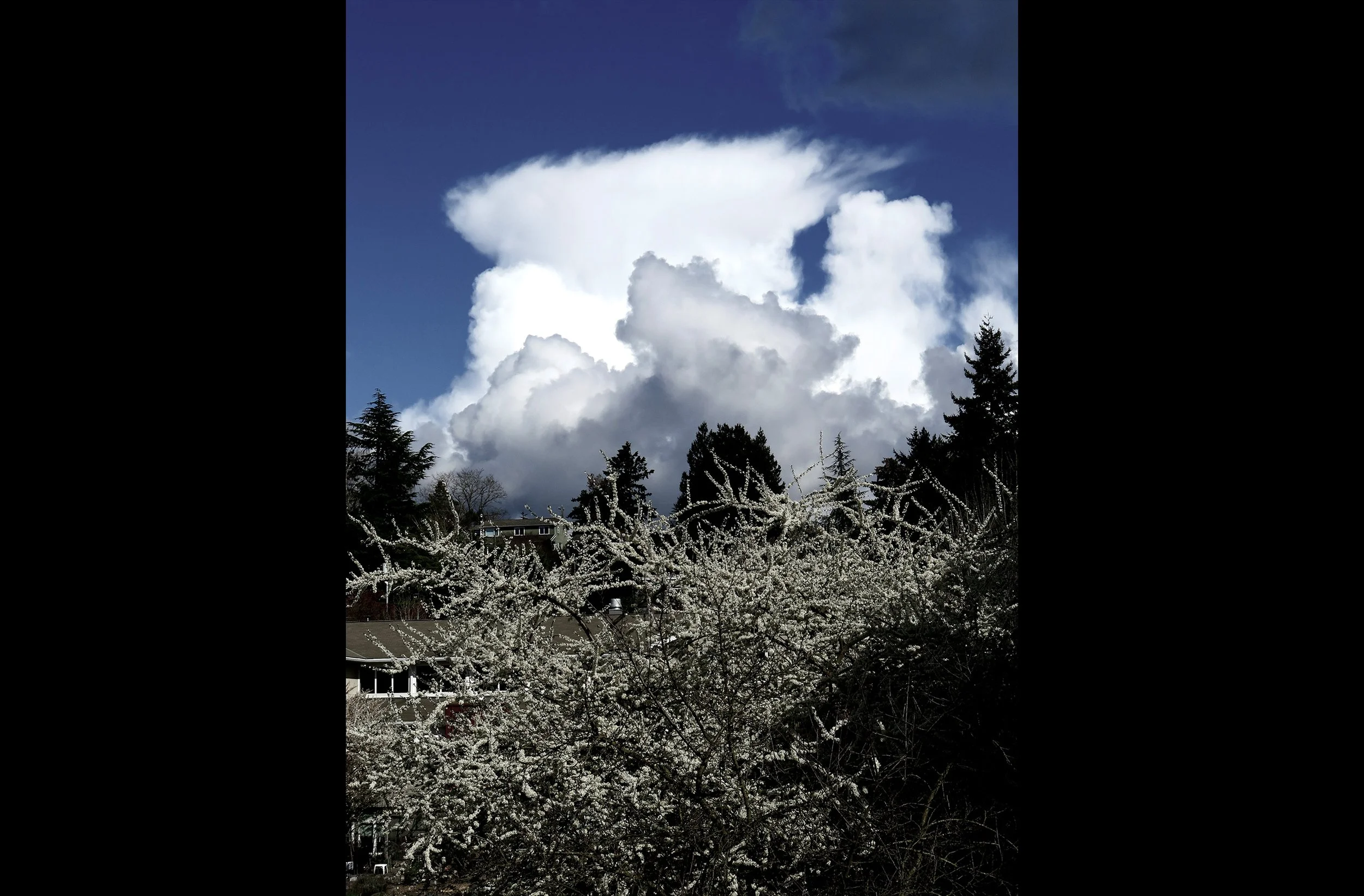 Clouds & Blooming Tree.jpg
