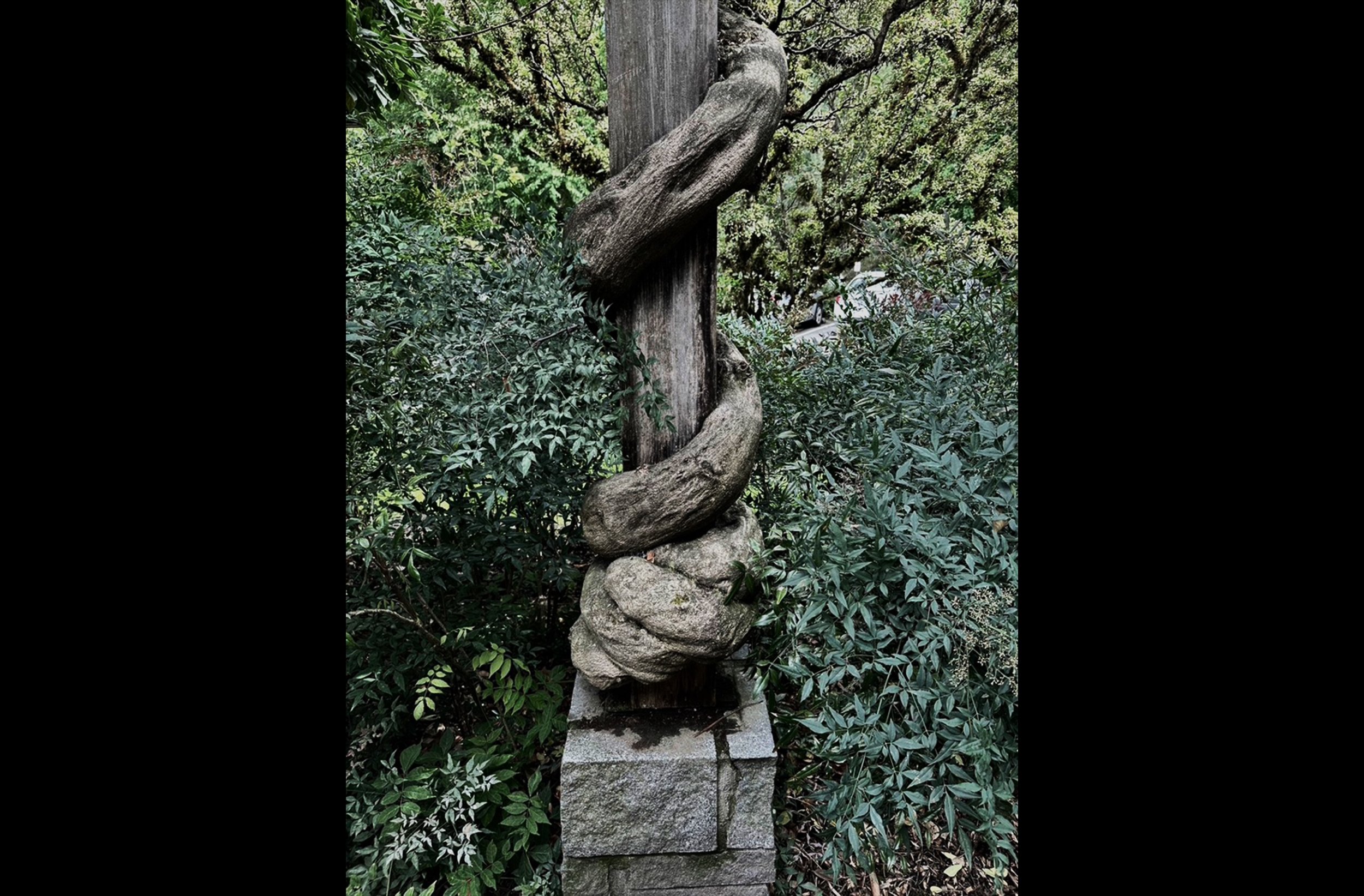 Twisty Trunk at Arboretum.jpg