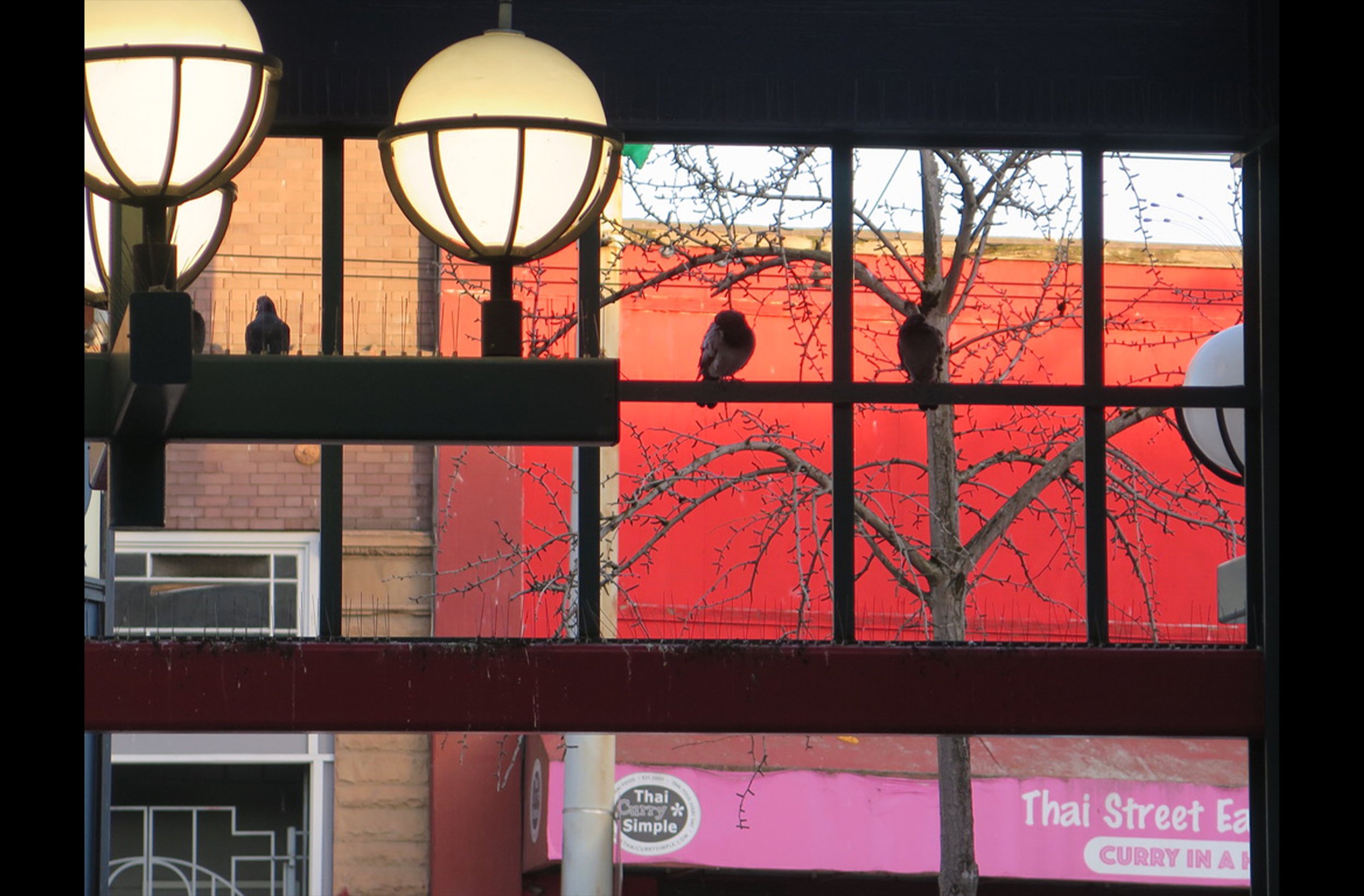 Chinatown Pigeons Red Wall.jpg