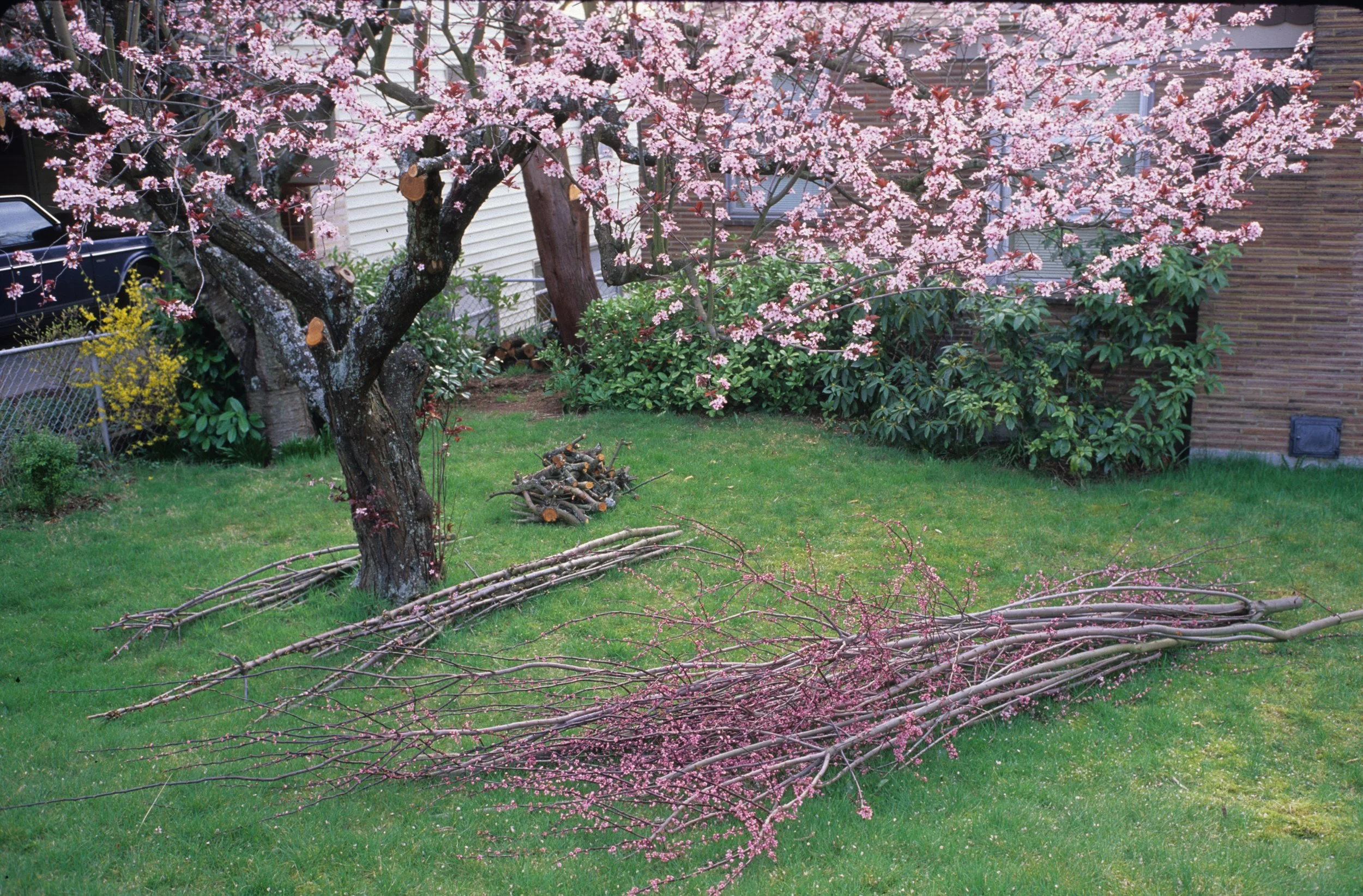 Process Art - Cherry Branches