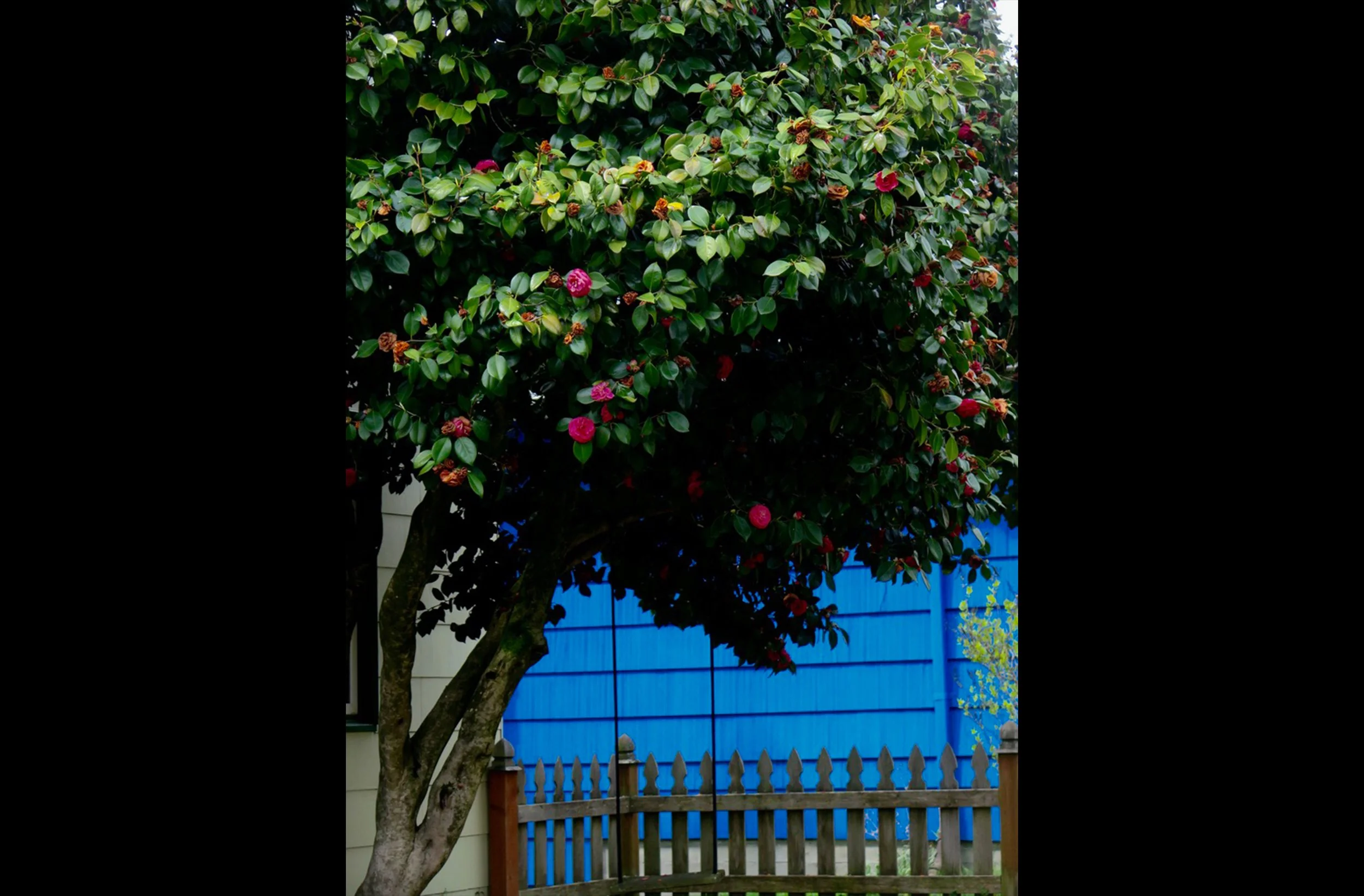Camelias with Blue Wall